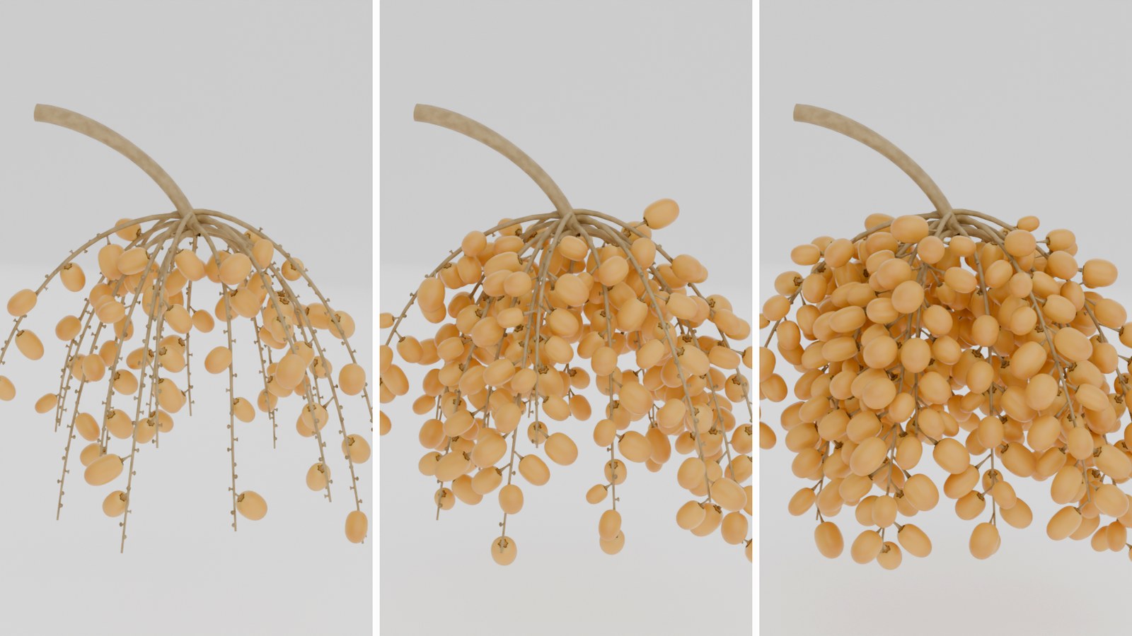 Fruit